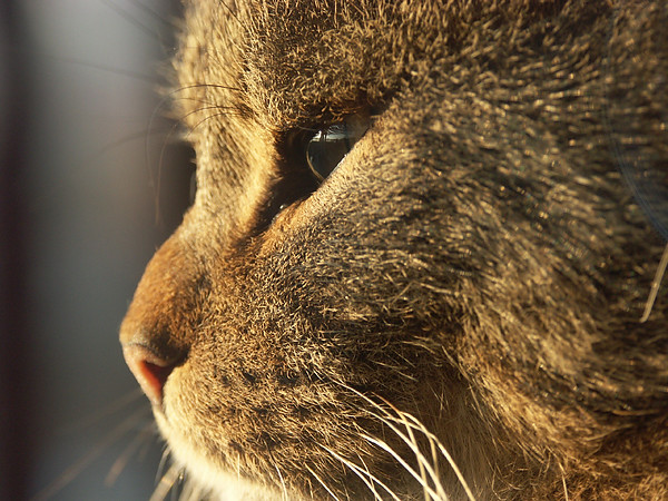 Cat profile close-up
